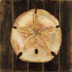 Ocean Sand Dollar by Arnie Fisk