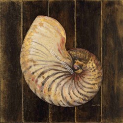 Ocean Nautilus by Arnie Fisk