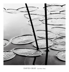 Lily Pads Dusk by David Gray