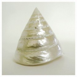 Shell I by Darlene Shiels