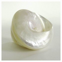 Shell II by Darlene Shiels