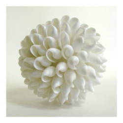 Shell III by Darlene Shiels