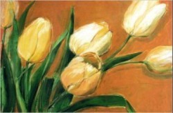 Tulipa Nova by Elisabeth Krobs