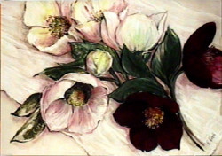 Elegant Anemones