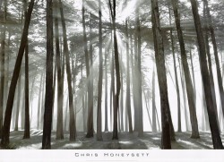 Sunburst by Chris Honeysett