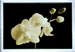 Phalaenopsis-Little Sierra by Sondra Wampler