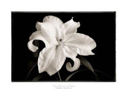 Casablanca Lilium by Sondra Wampler