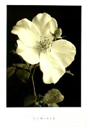 Rose Bud by Sondra Wampler