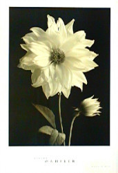 Dahlia Bud by Sondra Wampler