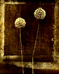 Queen Anne's Lace by Jan Gauthier