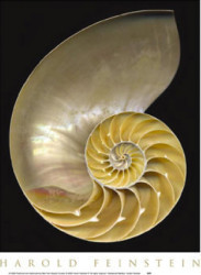 Chambered Nautilus by Harold Feinstein