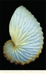 Paper Nautilus by Harold Feinstein