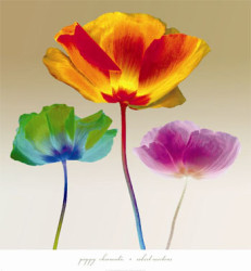 Poppy Chromatic by Robert Mertens