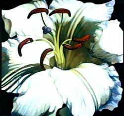 November Lillies II by Frances Fussell