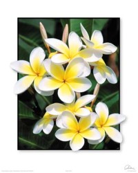 Big Bright Franjipanis by Carl Hensel