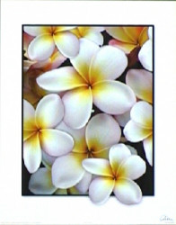 Irma's Franjipanis by Carl Hensel