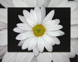 Solo Daisy by Carl Hensel