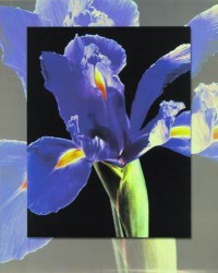 Iris by Carl Hensel