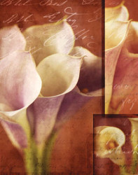 Calla Composite I by Tom Collicott