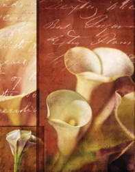 Calla Composite II by Tom Collicott