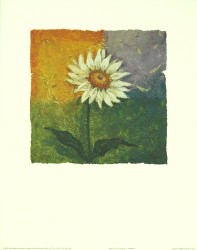 Daisy of Colour by Julia Hawkins
