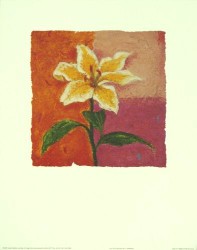 Lily of Colour by Julia Hawkins