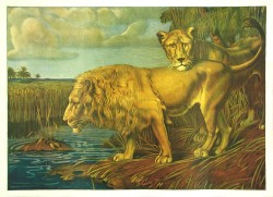 Lion & Lioness by Anton Hartigner