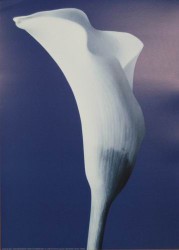 Aesthetic by Helen Maynard