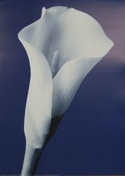 Fantastic by Helen Maynard