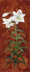 White Lily I by Anne Searle