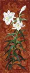 White Lily II by Anne Searle
