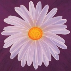 Daisy 9/3 by Claire Davies