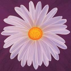 Daisy 9/3 by Claire Davies