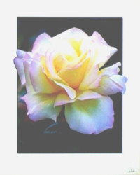 Carol's Rose by Carl Hensel