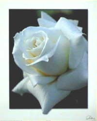 White Rose by Carl Hensel