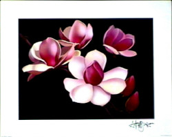 Magnolias by Andrew Patsalou