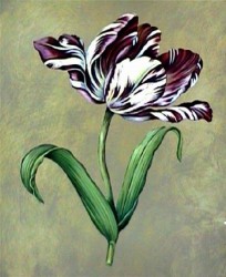 Parrot Tulip I by Jill Deveraux