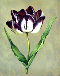 Parrot Tulip II by Jill Deveraux