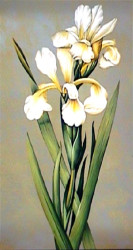 Decorative Irises I by Jill Deveraux