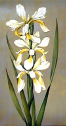 Decorative Irises II by Jill Deveraux