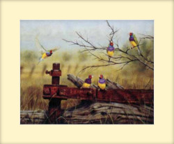 Gouldian Gathering by Inder Naru