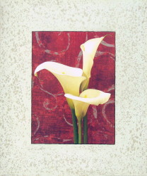 Calla Lilies by John Seba