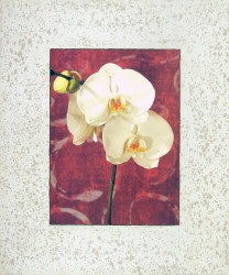 Orchids by John Seba