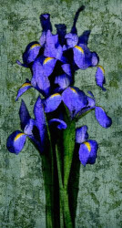 Purple Iris by John Seba