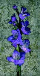 Purple Gladiola by John Seba