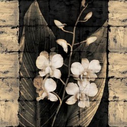 Orchids In Bloom I by John Seba