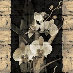 Orchids In Bloom II by John Seba