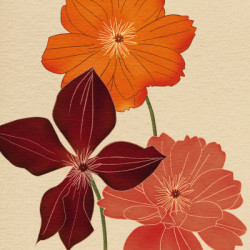 Orange Flower Burst by Kate Knight