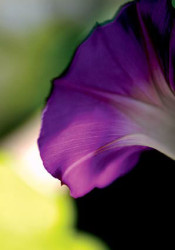 Diablo by Marc Ayrault