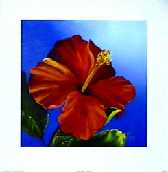 Crimson Red - Hibiscus by Karen Foley